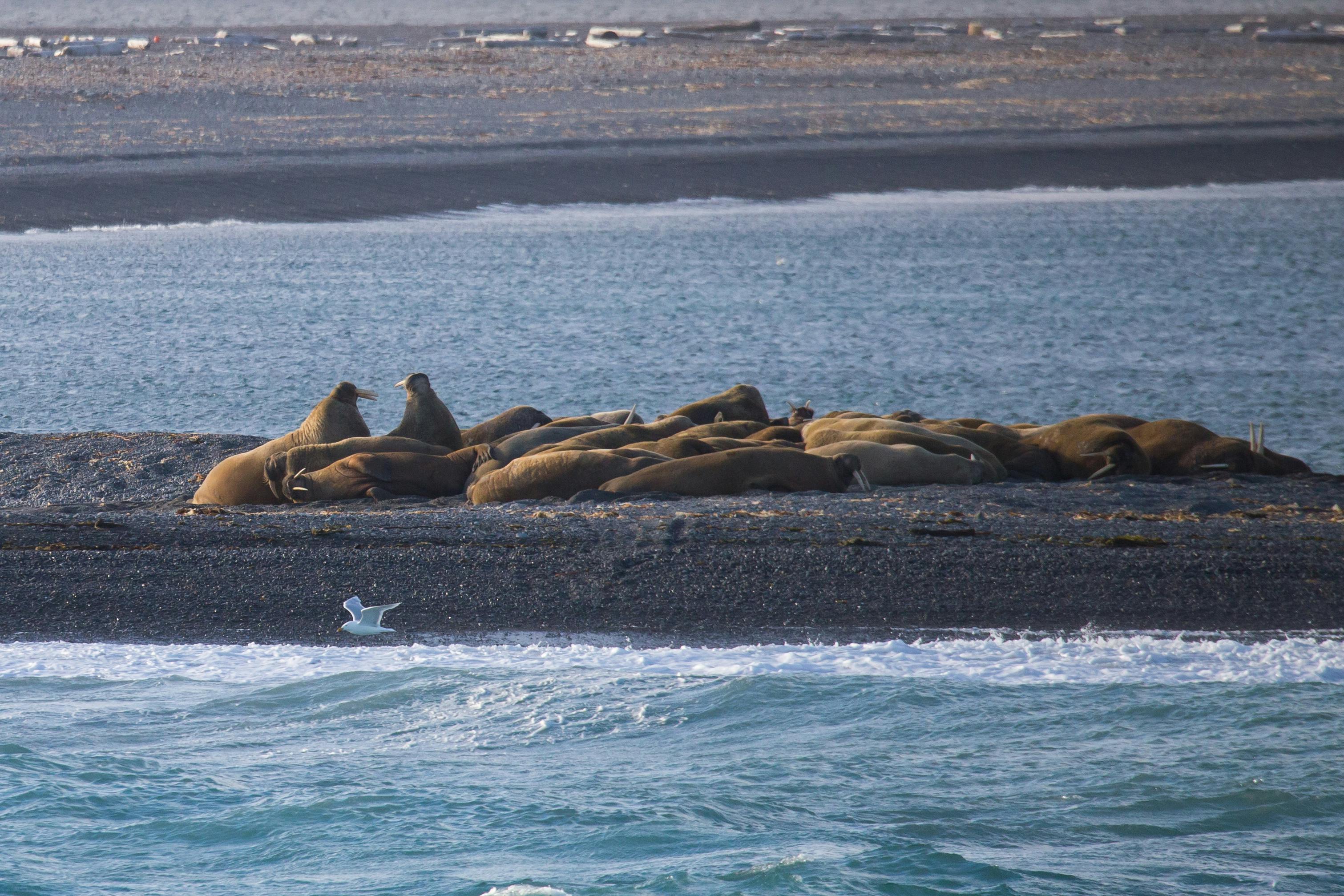 Arctic circle landscape walrus