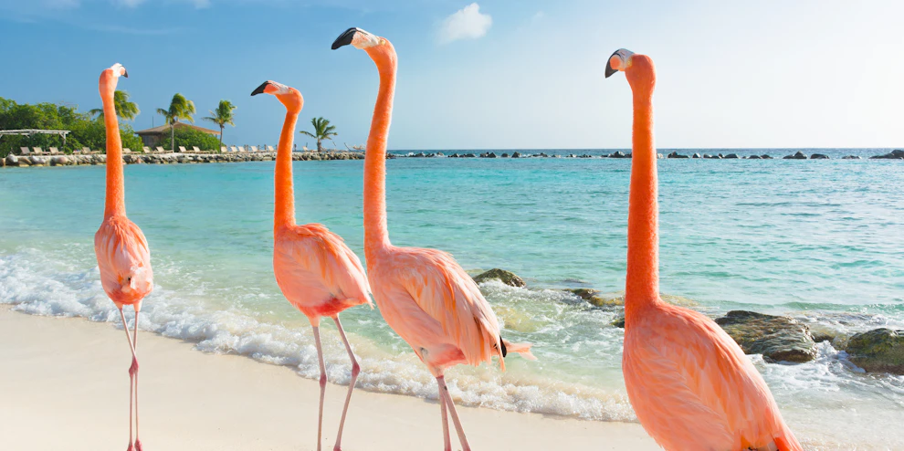 Curacao flamingoes