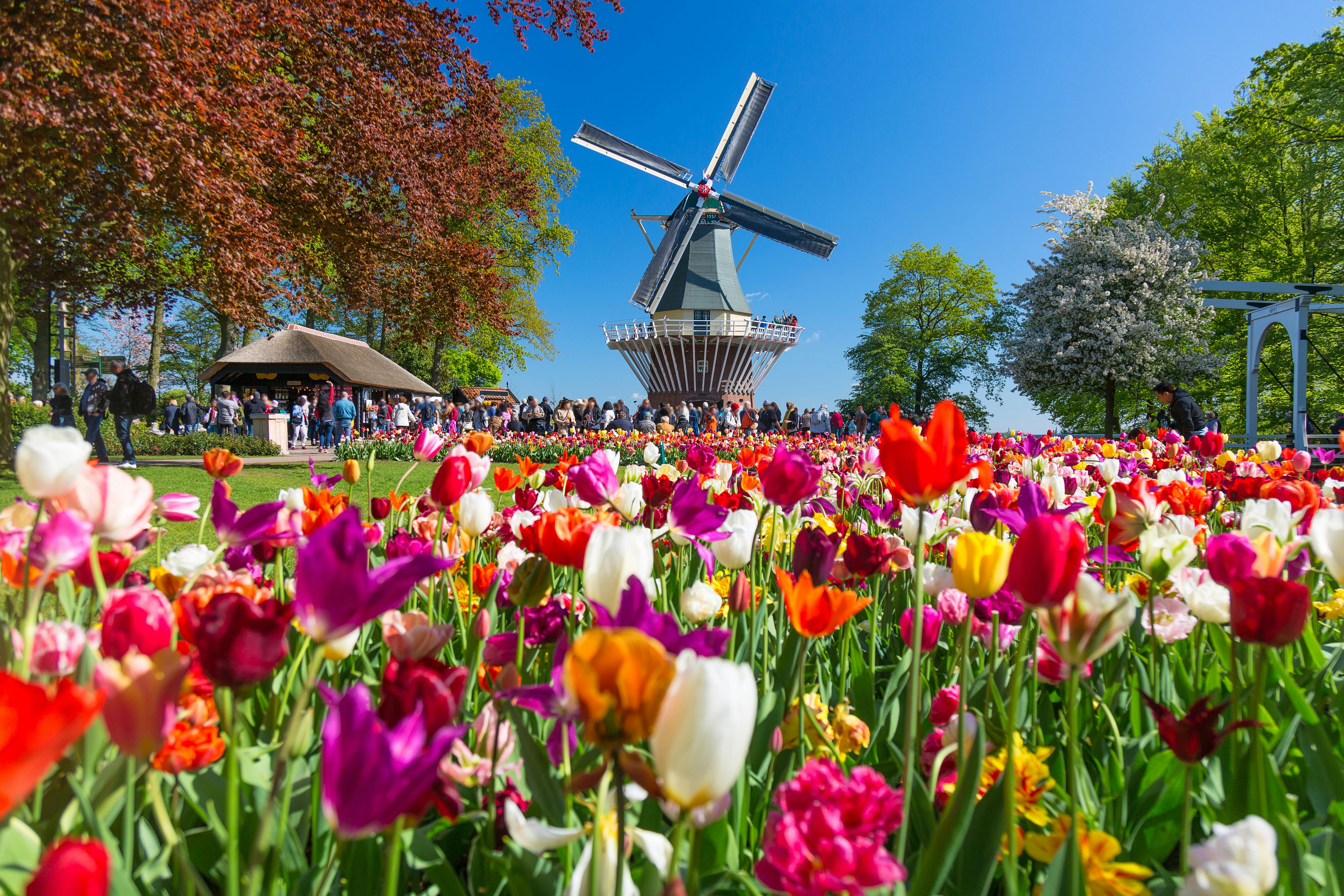 Keukenhof Tulip Garden