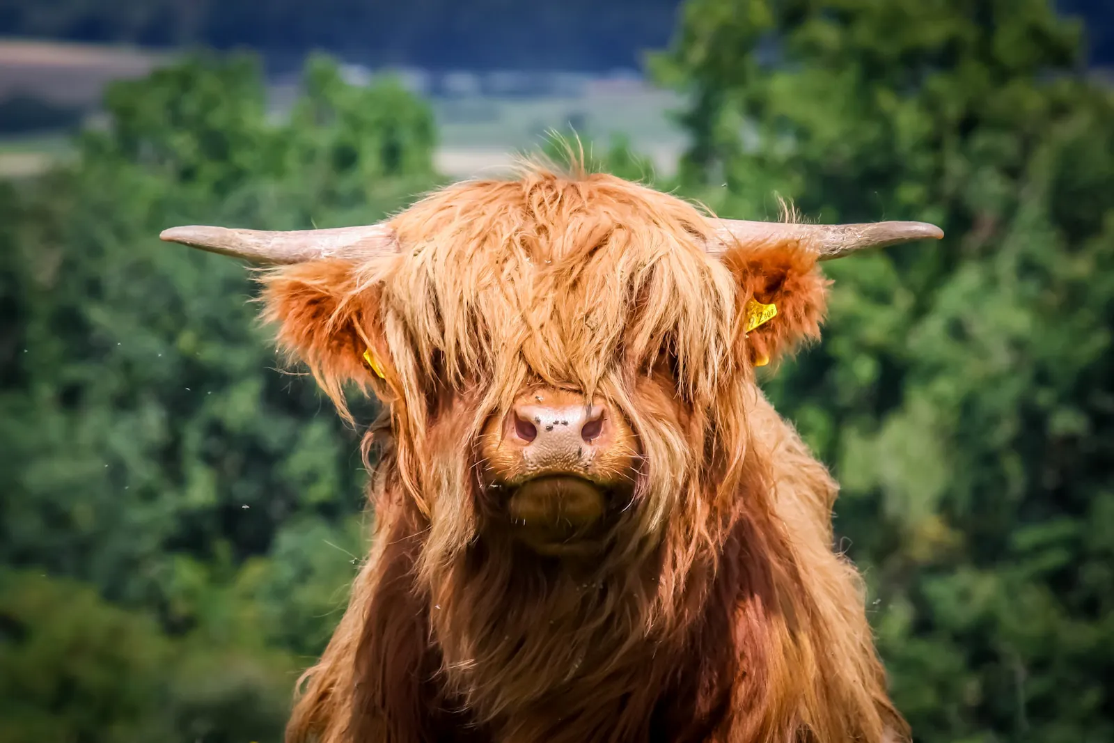 Tours of Scotland + Discover the beauty of Edinburgh and Loch Lomond on our disabled-friendly Scotland Explorer tour. Enjoy tours of Scotland with accessible accommodations.