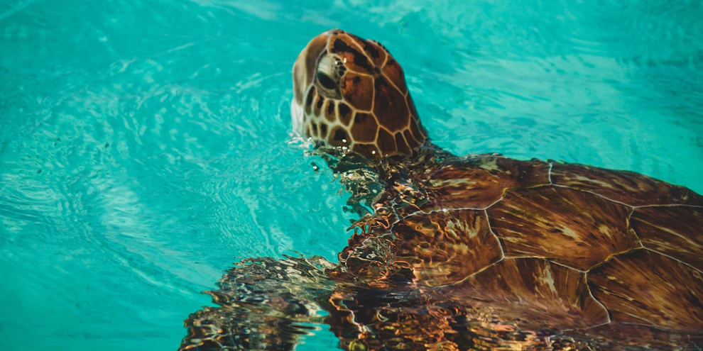 Curacao aquarium